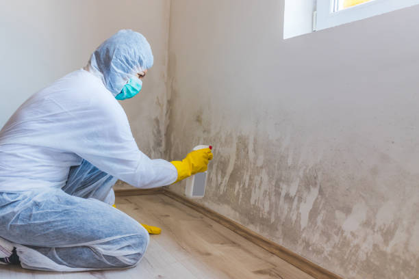 Licensed Black Mold Removal service in Island Lake, IL - WQB Mold Removal