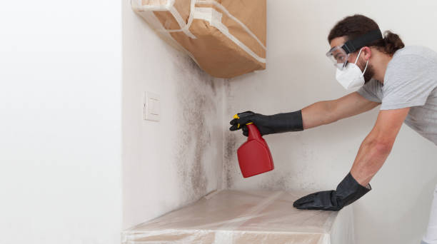 Professional Black Mold Removal technician working in Island Lake, IL