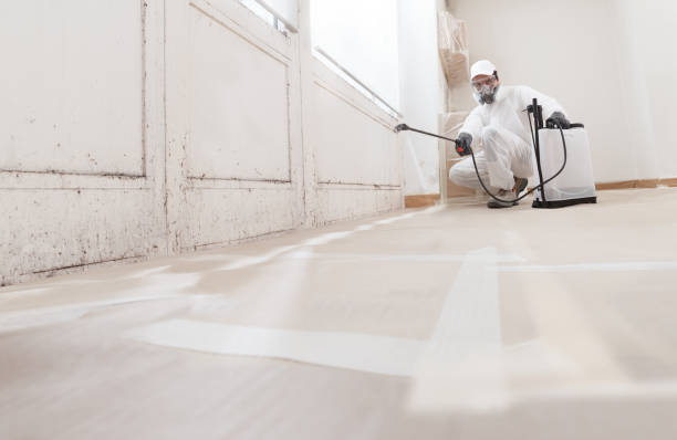 24/7 Emergency Black Mold Removal experts in Island Lake, IL