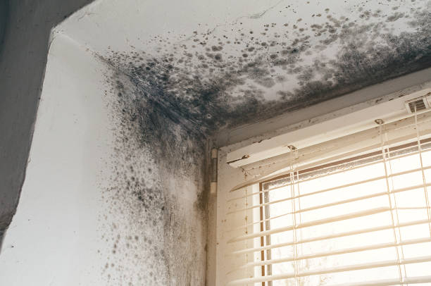 Affordable Black Mold Removal solutions in Island Lake, IL